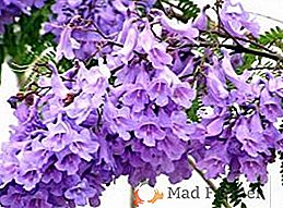 Jacaranda, ou arbre violet: grandir à la maison