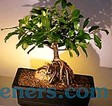 Miniatūrais Ficus 