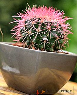 Foto, jméno a popis odrůd Echinocactus