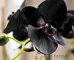 Varietà popolari di orchidee nere, peculiarità di coltivare un fiore esotico