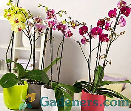 Lonci za orhideje: karakteristike vrsta i kriteriji odabira