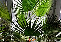 Cuidado adequado para uma palmeira: recomendações gerais