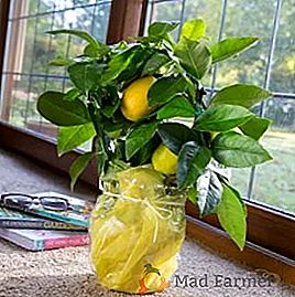 Règles pour planter et prendre soin d'un citron à la maison
