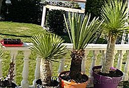 Deset nejběžnějších typů yucca