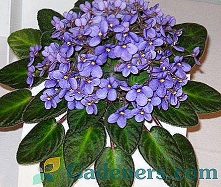 Labākais šķirnes un sugas Saintpaulia (violets)