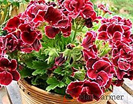 Cele mai populare tipuri și varietăți de geraniums de cameră