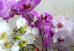 Orquídea desbotada: o que fazer com a flecha, características do cuidado com a orquídea após a floração