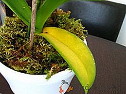 У орхідеї жовтіють листя: що робити і як з'ясувати причину пожовтіння