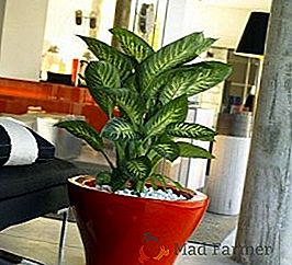 As regras para plantar e cuidar de Diffenbachia, como cultivar uma planta tropical no seu quarto