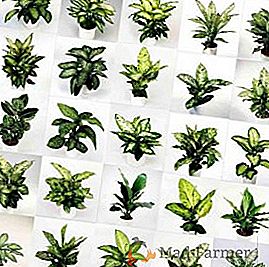 Variedade de híbridos e variedades de diffenbachia: como escolher uma planta para uma casa