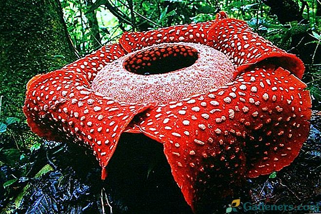 10 iš labiausiai neįprastų augalų pasaulyje