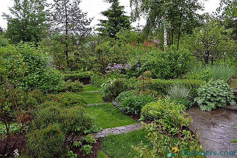 Lunar kalendar vrtlar i vrtlari u lipnju 2018