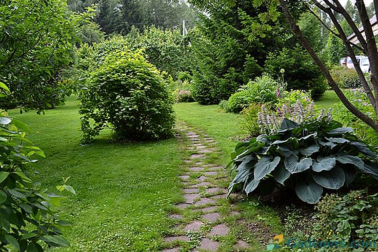 Lunárny kalendár záhradník a záhradník v auguste 2018