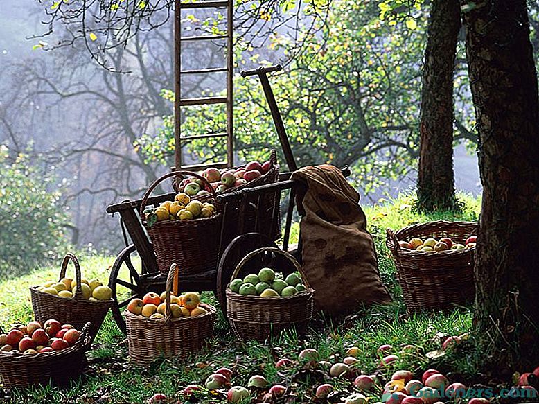 Врхунско обрађивање воћних стабала на јесен: 5 најпопуларнијих начина