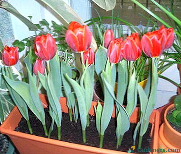Jak uprawiać tulipany do 8 marca w domu