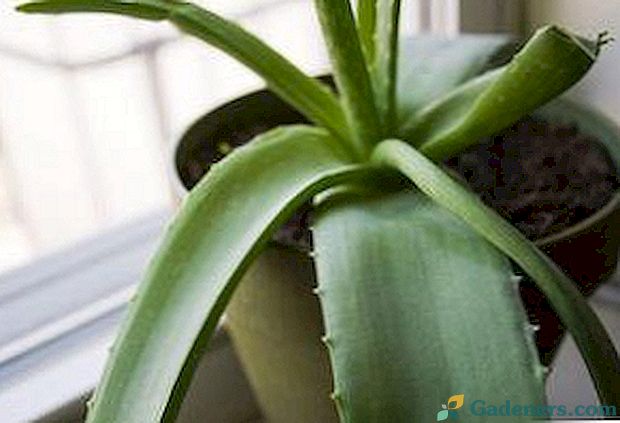 Aloe: kā rūpēties par augu