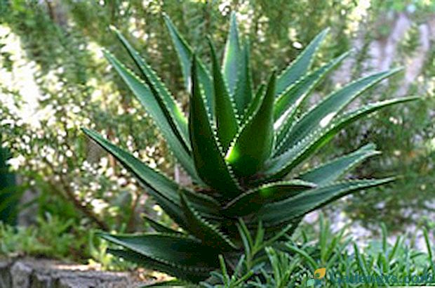 Aloe vera: rastúce rastliny doma