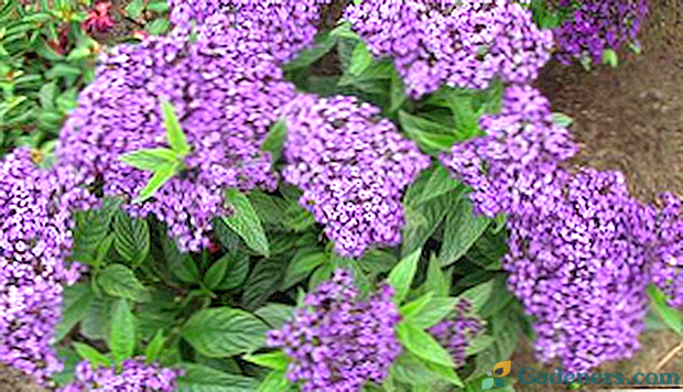 Mirisni heliotropni cvijet: sorte i sorte s fotografijama