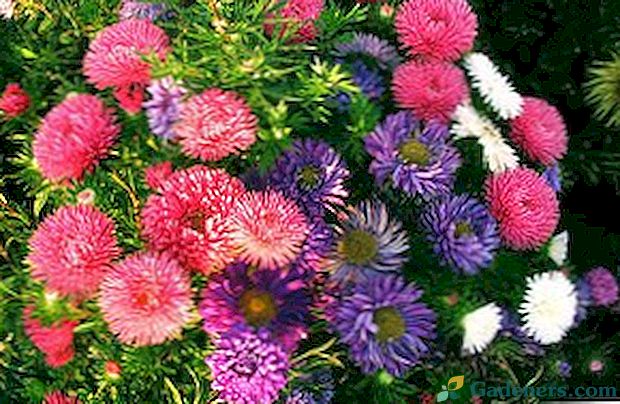 Astra vrt: vrste, sorte s fotografijami, imeni in opis cvetja
