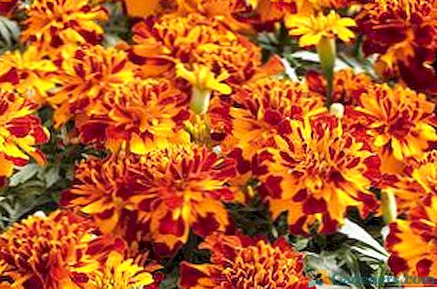 Marigolds: veislės, aprašymas ir nuotraukos gėlių