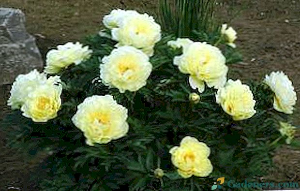 Piwonia Ito-hybrydowa Bartzella: zdjęcia kwiatów i cech bartzella