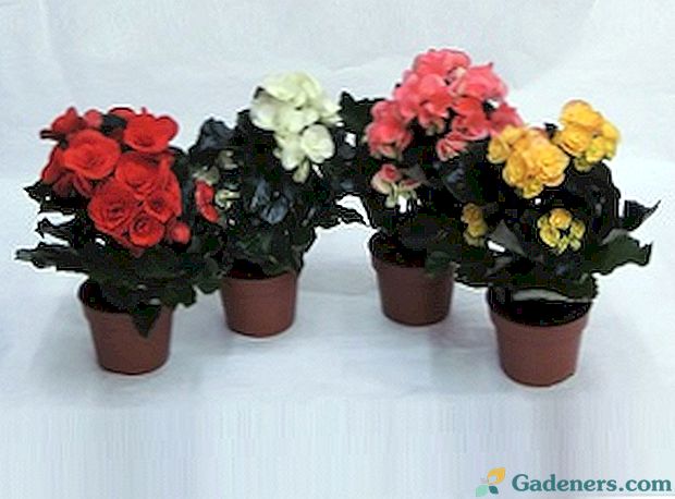 Begonia Elatior: pestovanie a starostlivosť doma