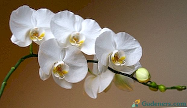 Biela orchidea: fotografia a popis