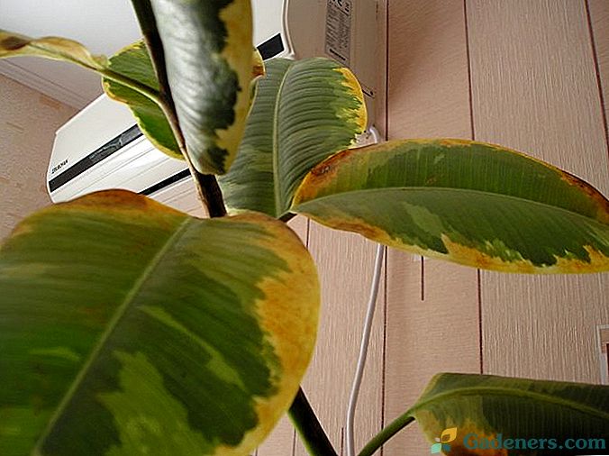 Хвороби кімнатних рослин, як з ними боротися, фото шкідників