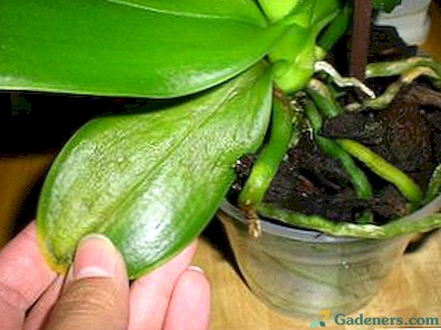 Болести орхидеја фалаенопсиса и како их третирати са фотографијама