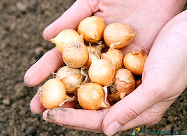 Sorte čebule sadike za setev v regiji Moskvi