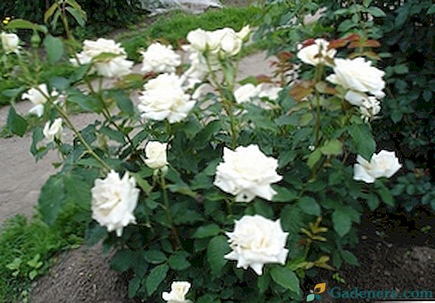 Hybrydowe róże herbaciane: najlepsze odmiany, zdjęcia, opis