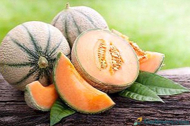 Čo je melón melón a jeho prospešné vlastnosti?