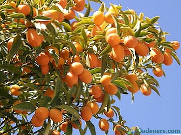 Kas yra kumquat - būdingas šiam vaisiui