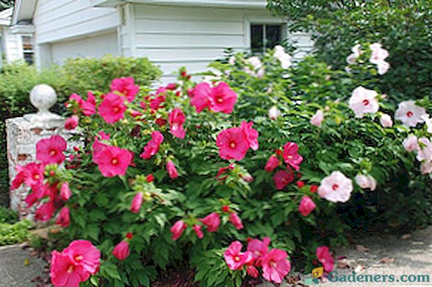 Hibiscus gėlės: auginimas, priežiūra ir nuotrauka