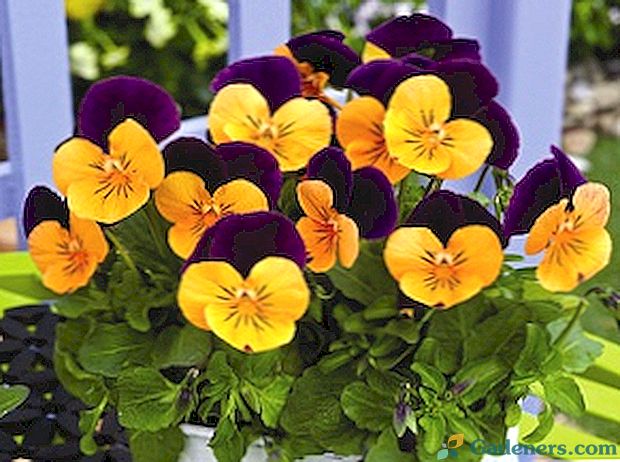 Квіти віоли Віттрока: ключові характеристики і фото