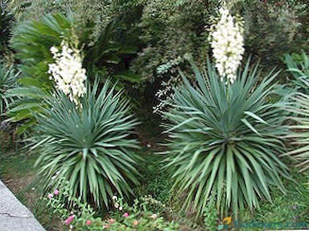 Kvety Yucca: pestovanie doma, foto