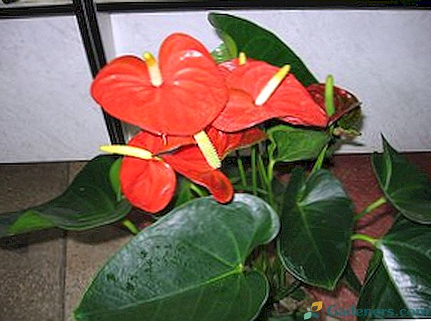 Kwiat anthurium (męskie szczęście): opieka domowa