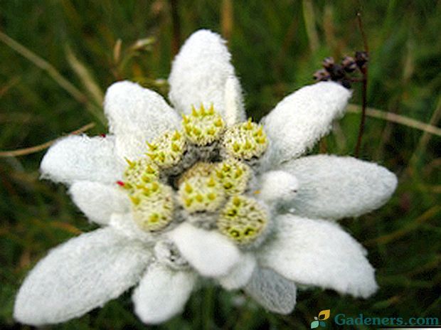 Edelweiss zieds: tā veidi, audzēšana, augu foto