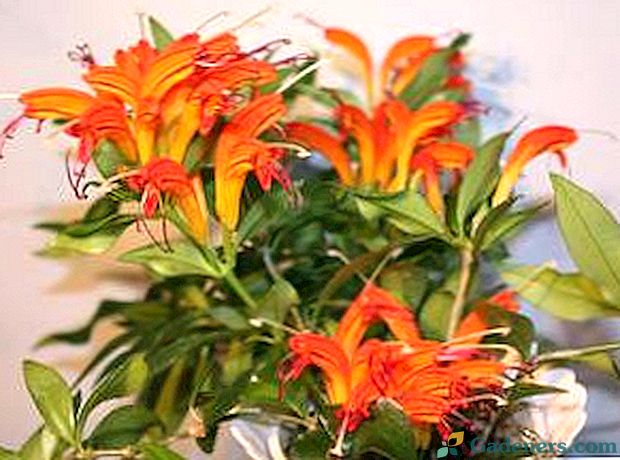 Květ Eschenanthus: fotografie, domácí péče, chov