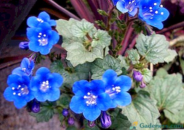 Kvet Phacelia: odrůdy, fotografie, užitečné vlastnosti a kultivace