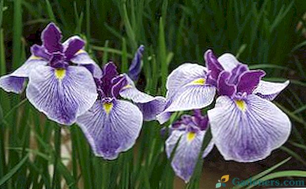 Iris kvetina: popis a typy, foto