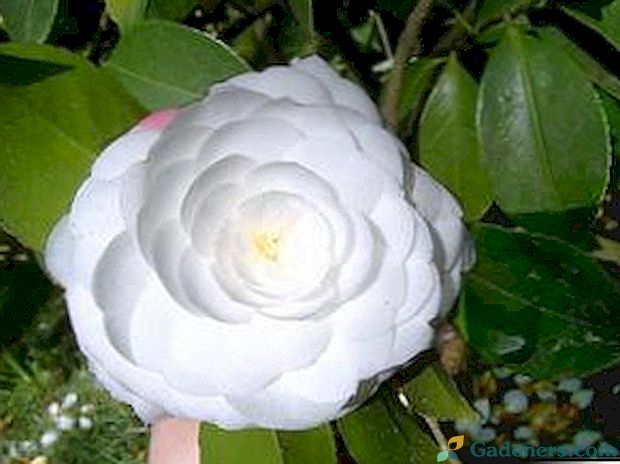 Camellia cvet: fotografije, skrivnosti doma