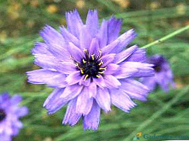 Kwiat Katananhe - rośnie z nasion