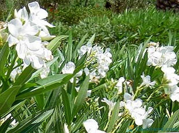 Cvjetni oleander: uzgoj i skrb u kući, fotografija