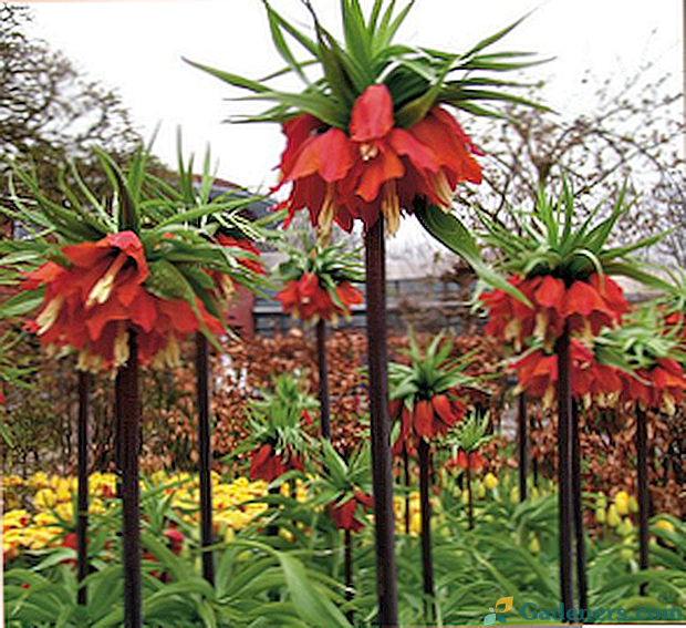Kvetinový grouse imperial: odrody, fotografie, vlastnosti výsadby a starostlivosti
