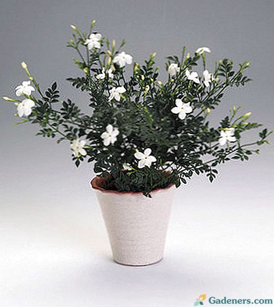 Квітка жасмин: фото, різновиди, догляд в домашніх умовах