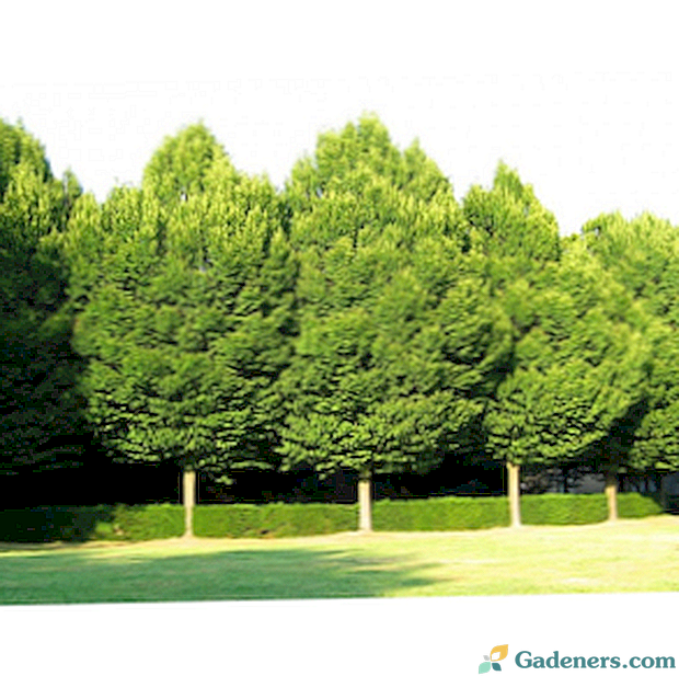 Габрово дърво: описание, култивиране и фотография