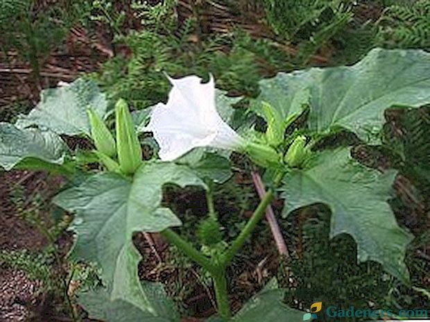 Datura обикновени: снимки на растенията и описанието на тази билка