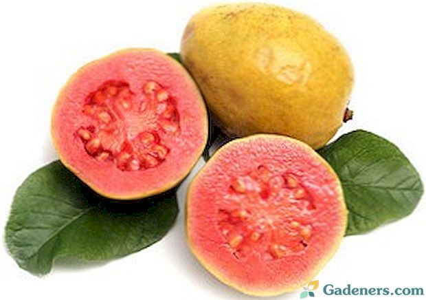 Egzotični biljni guava: opis i njegova fotografija