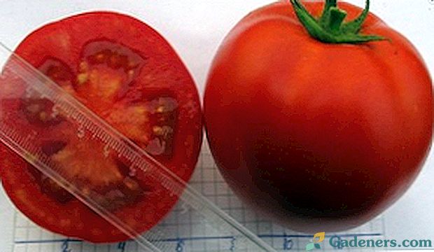 Augsta raža tomātu Olya F1